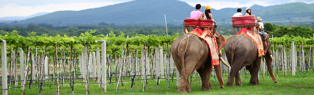 Hua Hin Hills Vineyard